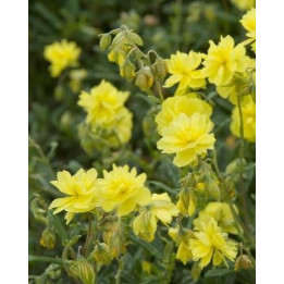 Helianthemum Golden Queen