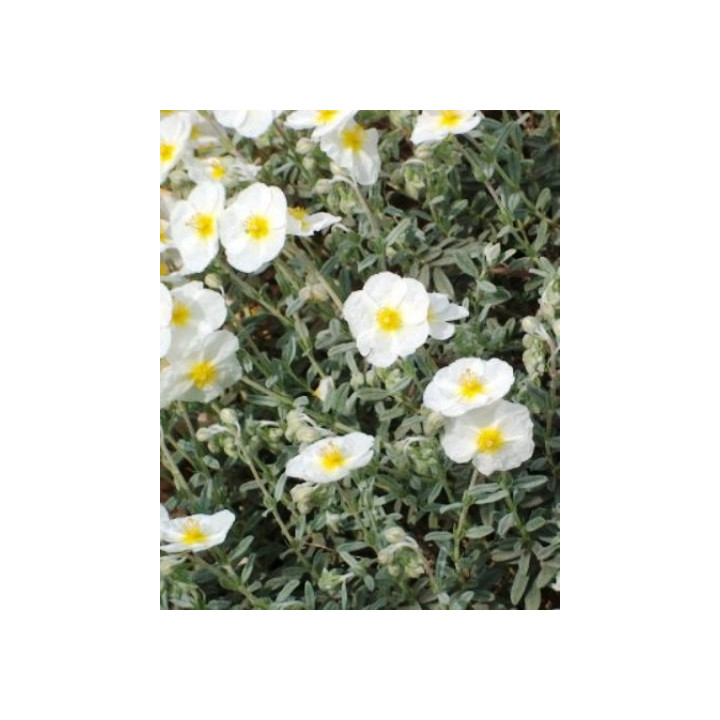 Helianthème The Bride