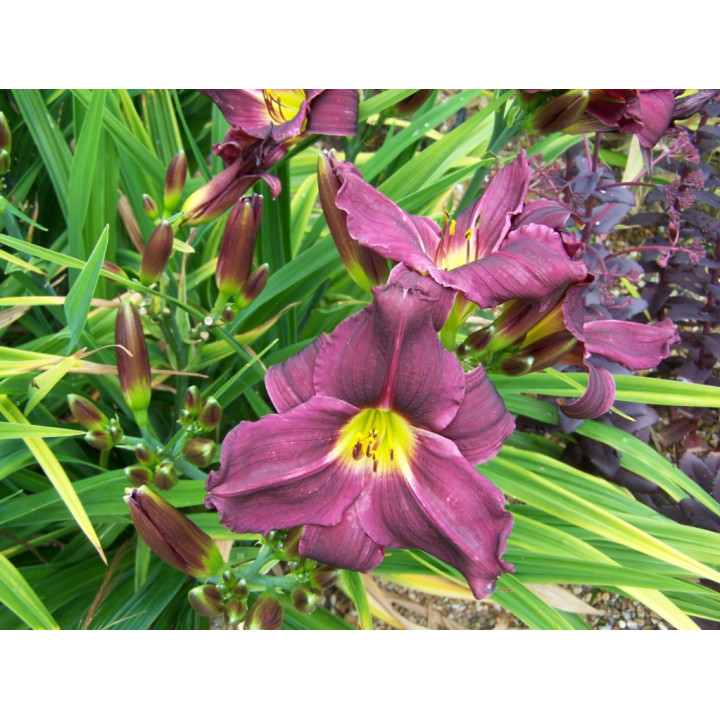 Hemerocallis Grappe velvet
