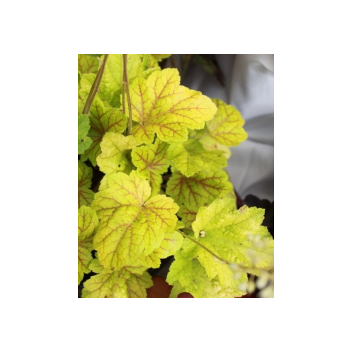 Heuchera Electra