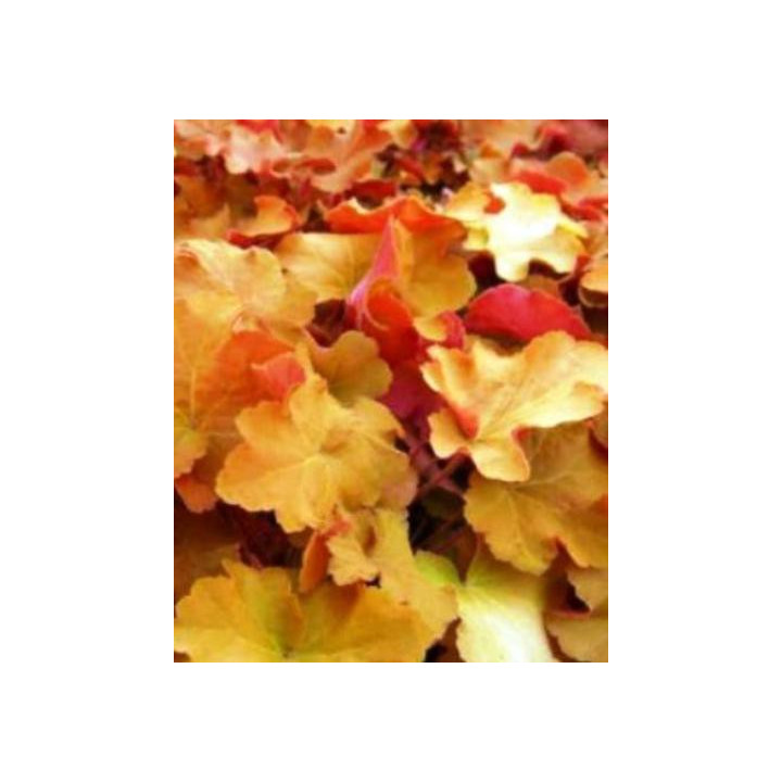 Heuchera Caramel