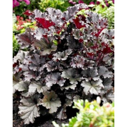 Heuchera Dark Secret