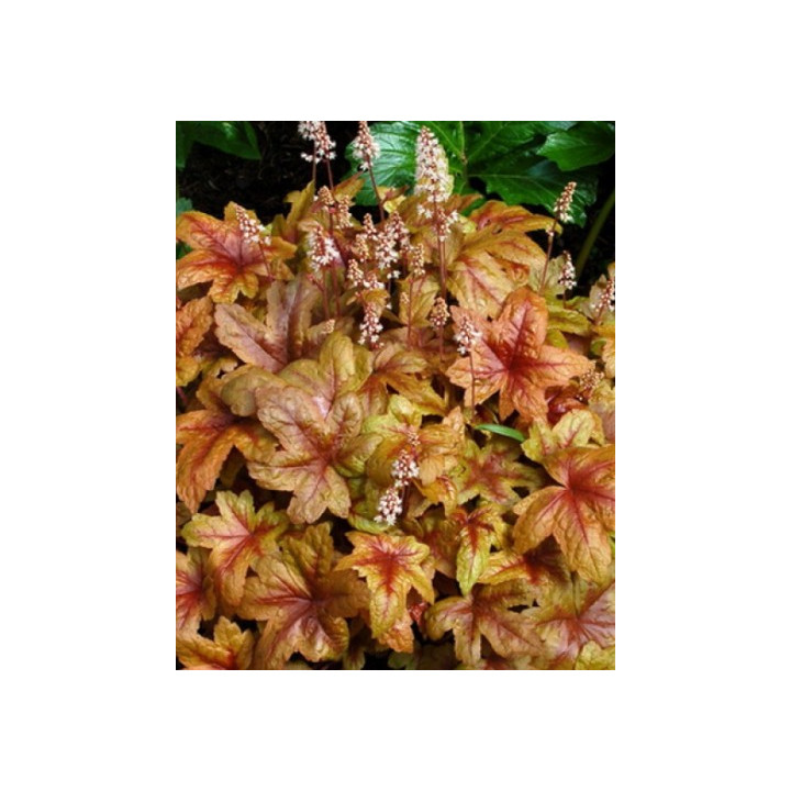 Heucherella Brass Lantern