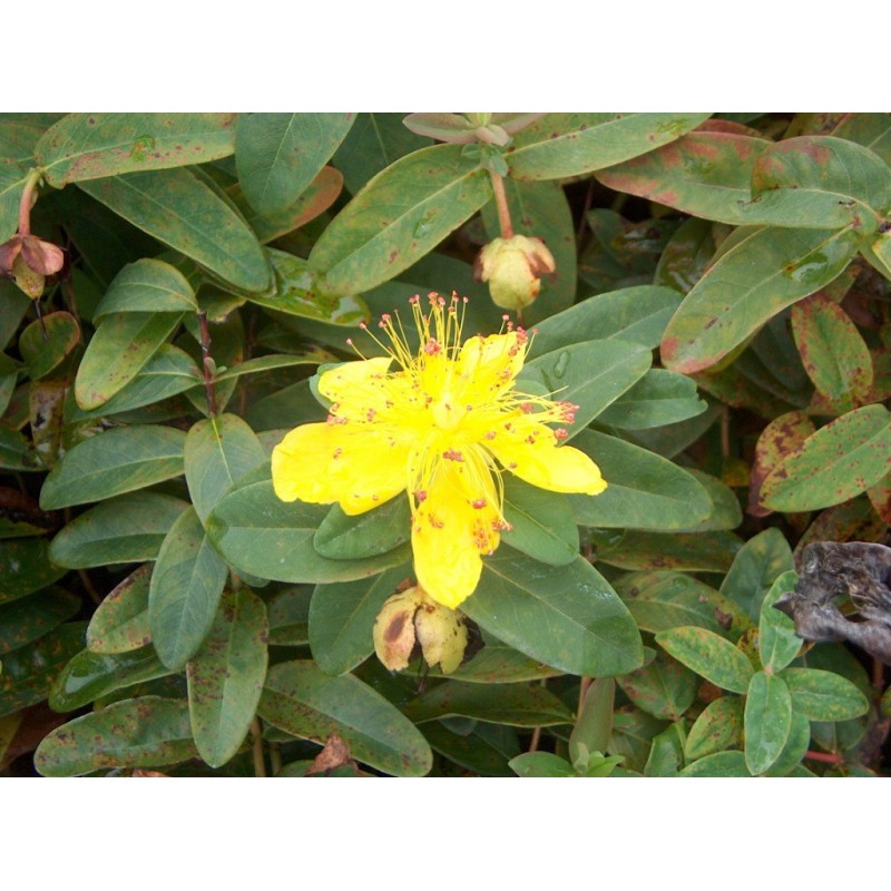 Hypericum calycinum | Millepertuis | Le chatel des vivaces