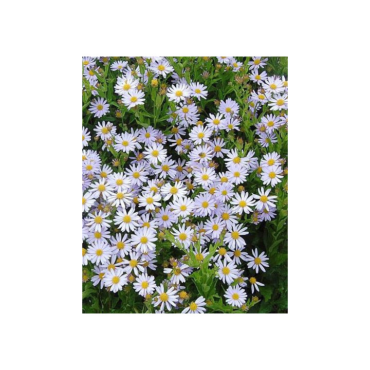kalimeris incisa Blue Star