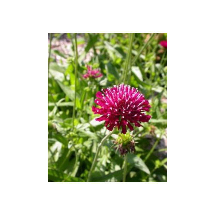 Knautia macedonica Mars Midget en fleurs