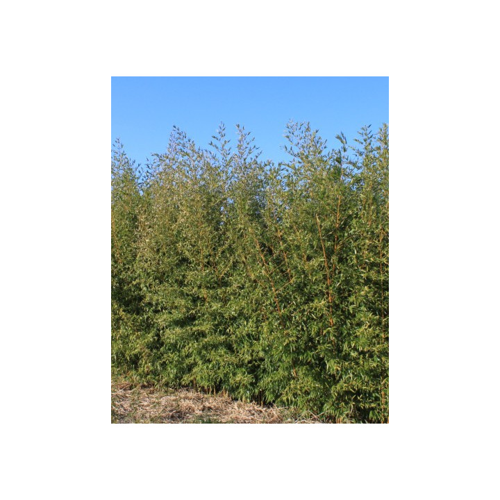 Bambou Phyllostachys aurea