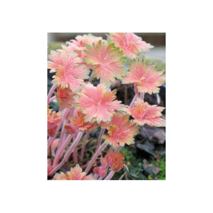Geranium Fay Anna