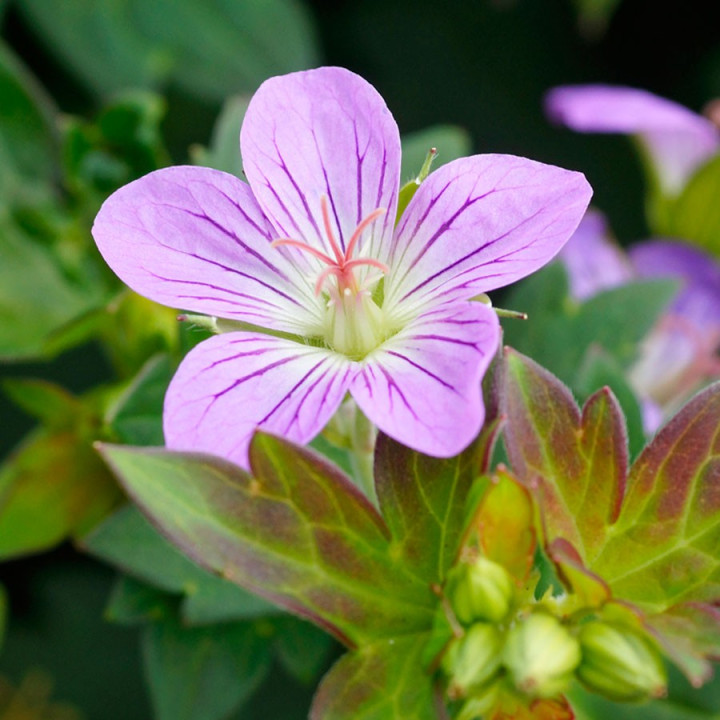 Fleur du géranium Fay Anna