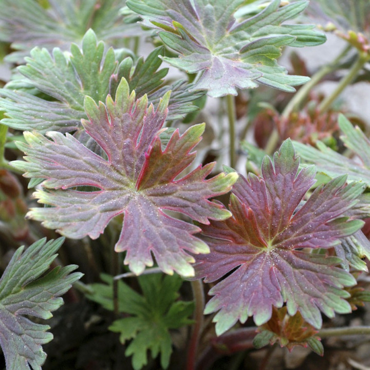 Feuillage du Geranium Fay Anna