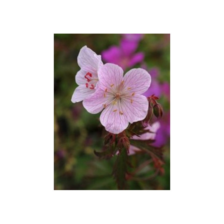 Fleurs du Geranium pratense Marshmallow
