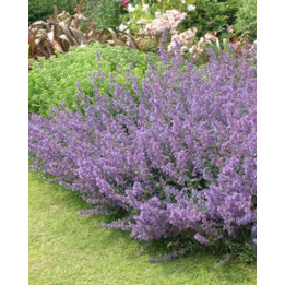 Nepeta faassenii Six Hills Giant en fleurs
