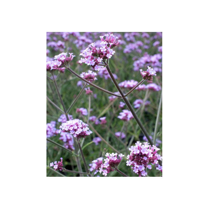 Verbena bonariensis Lollipop