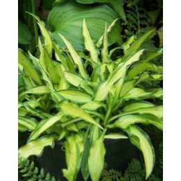 Hosta Ripple Effect