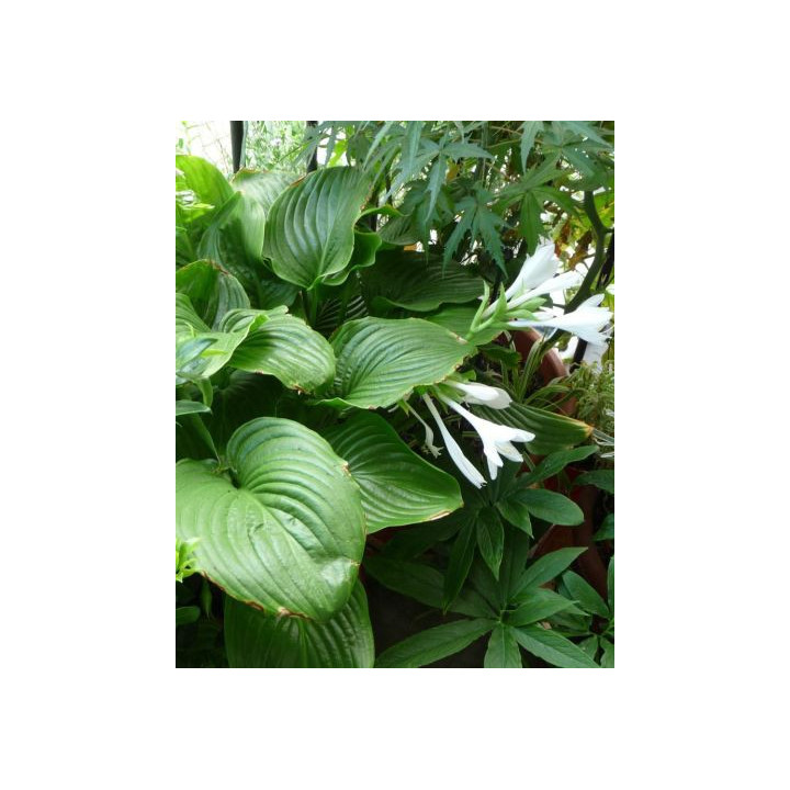Hosta plantaginea Grandiflora