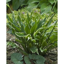 Hosta Electrocution