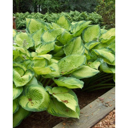 Hosta Inniswood