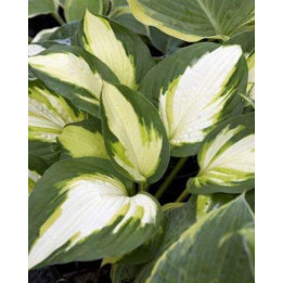 Hosta Color Festival