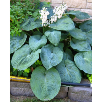 Hosta Big Daddy