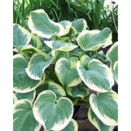 Hosta Barbara Ann