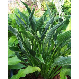 Hosta Praying Hands