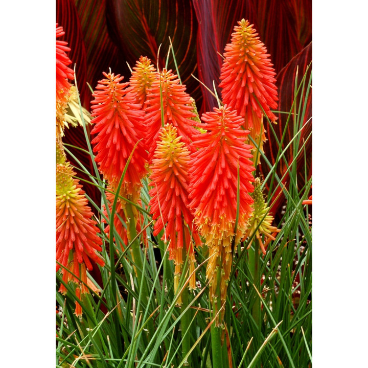 Kniphofia Redhot Popsicle