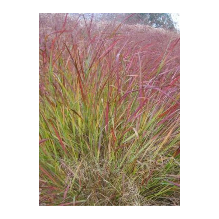 Panicum virgatum Squaw