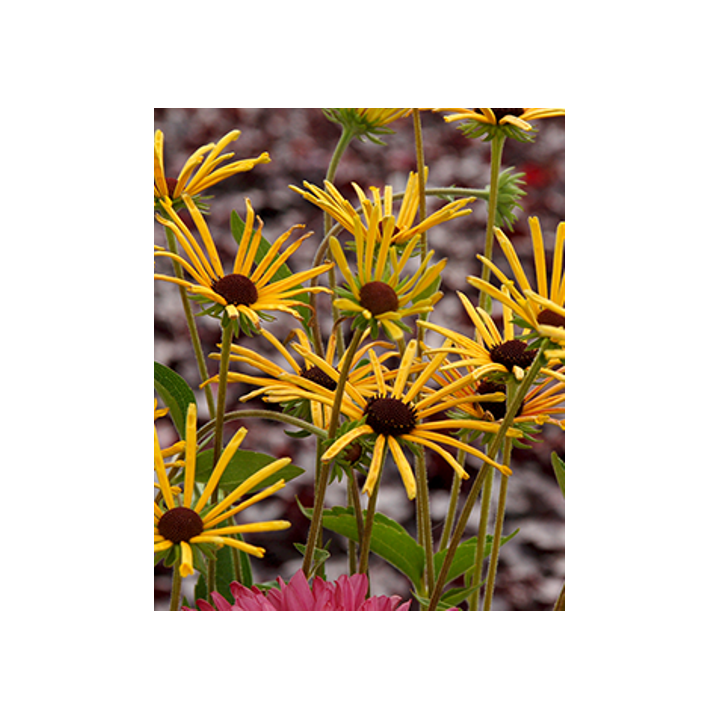 Rudbeckia subtomentosa Henry Eilers