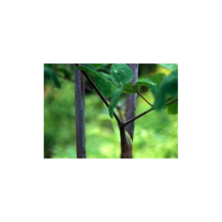 Thalictrum Black stockings