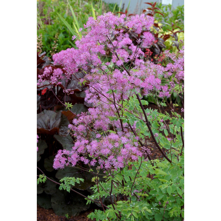 Fleurs du Thalictrum Black stockings