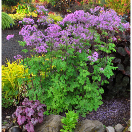 Thalictrum Black stockings en pleine floraison
