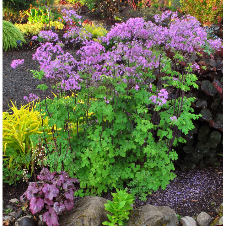 Thalictrum Black stockings en pleine floraison