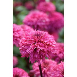 Fleurs de l'Echinacée Blackberry Truffle