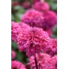 Echinacea purpurea Blackberry Truffle