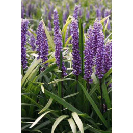 Liriope muscari