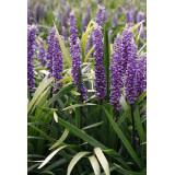 Liriope muscari