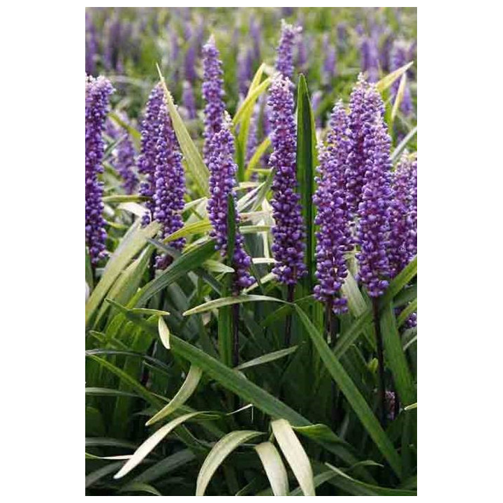 Liriope muscari