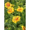 Gaillardia Moxie
