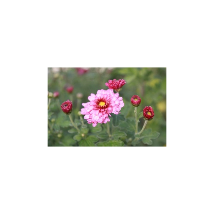 Chrysanthemum hortorum Mei Kyo