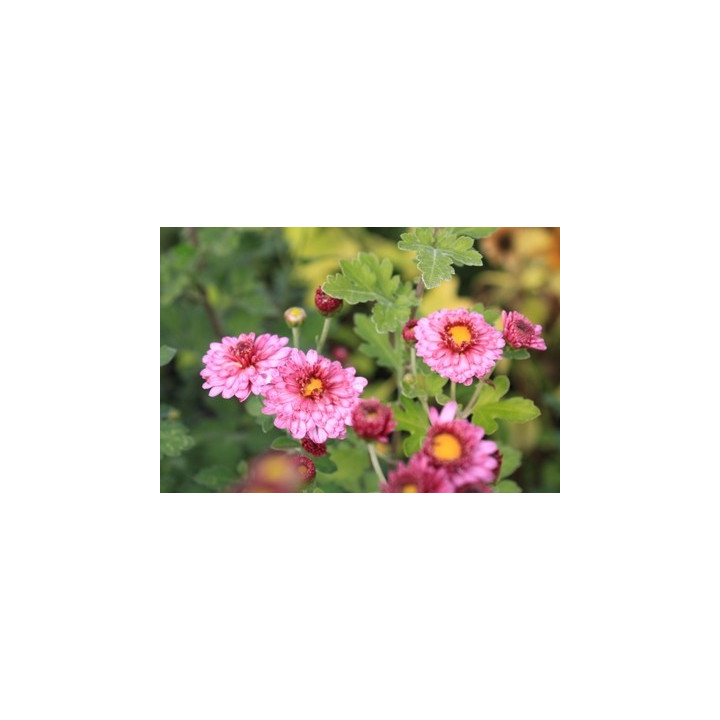 Chrysanthemum hortorum Mei Kyo