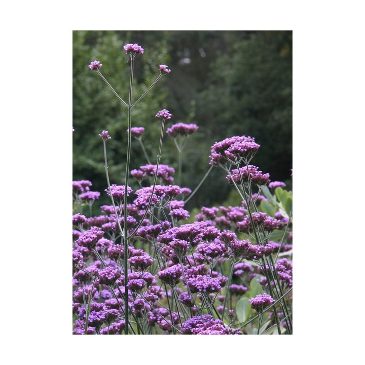 Verbena bonariensis