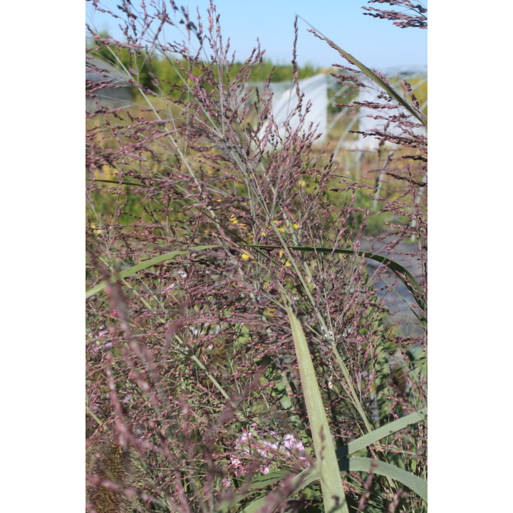 Panicum virgatum Dallas blue