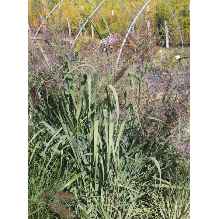 Panicum virgatum Dallas blue