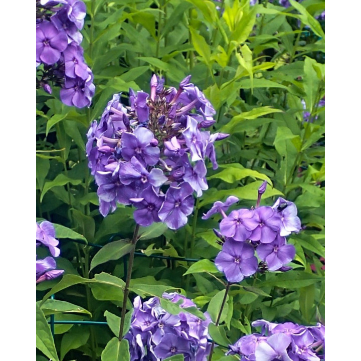 Phlox paniculata Blue Paradise