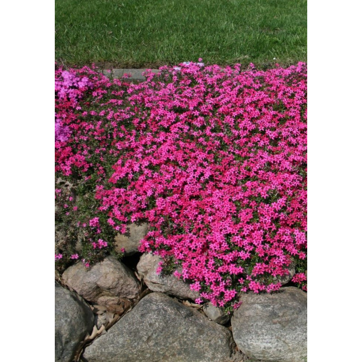 Phlox subulata Scarlet Flame utilisé comme couvre-sol