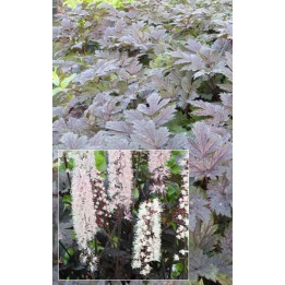 Actaea simplex Chocoholic