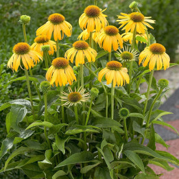 Echinacea purpurea Harvest Moon
