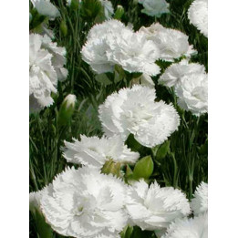 Dianthus plumarius Haytor