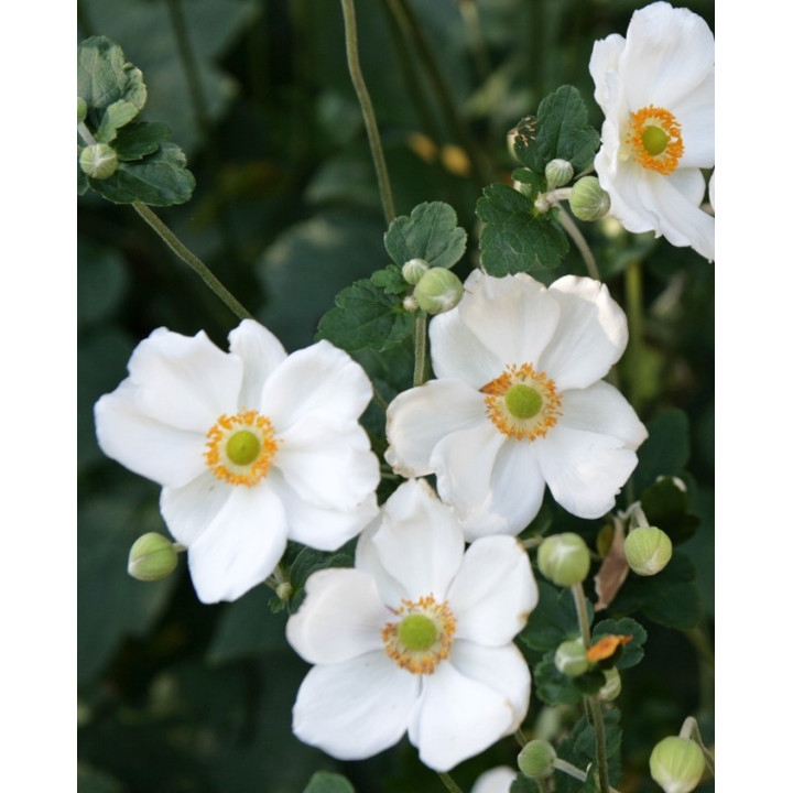 Gros plan de la fleur d'Anemone x hybrida Honorine Jobert