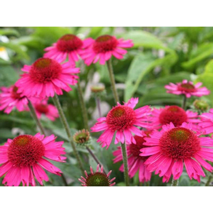 Gros plan de la fleur de l'Echinacea purpurea Delicious Candy